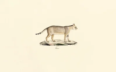 Gato de la selva