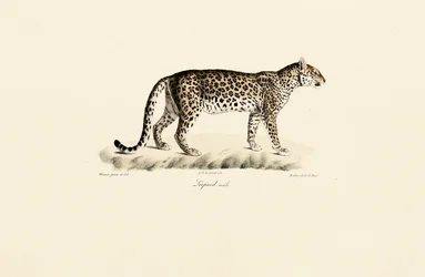Leopardo, macho