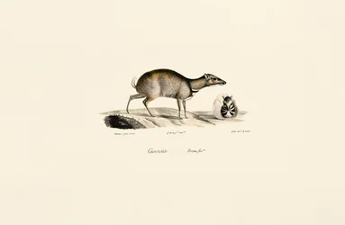 Ratón pequeño (Tragulus kanchil)