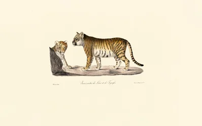 Híbrido de león y tigre