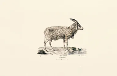 Cabra de pelo largo