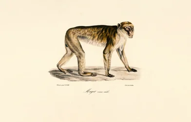 Macaco de cola larga (macho)