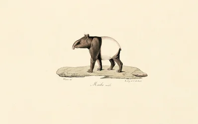 Tapir malayo
