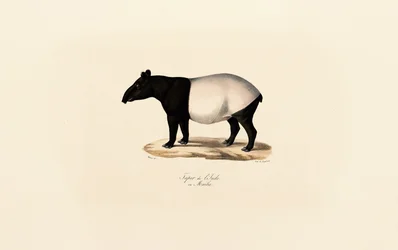 Tapir malayo
