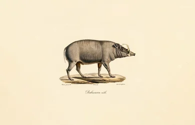 Hombre Babirusa