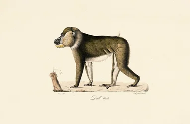 Babuino Gelada macho
