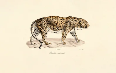 Leopardo macho
