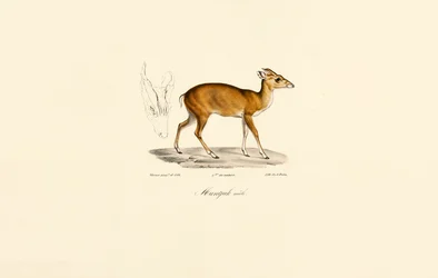 Muntjac macho