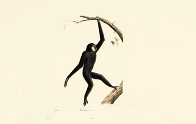 Hombre Siamang