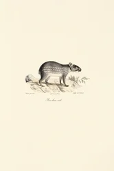 Paca moteada macho