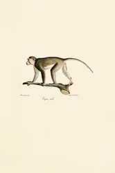 Mono ardilla macho