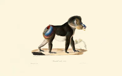 Mandril