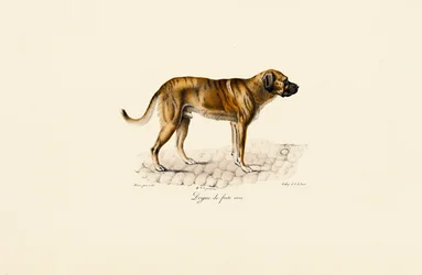 Mastín