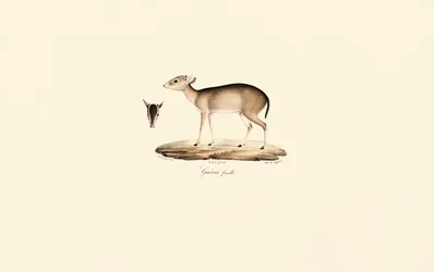 Buzo de Maxwell (Buzo Guéréi, Hembra)