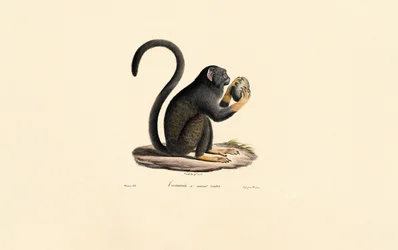 Mona Monkey con fruta