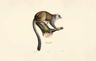 Lemur mangosta (hembra)