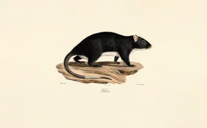 Rata almizclera