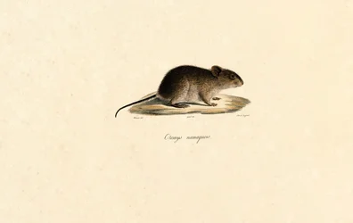 Ratón de roca Namaqua