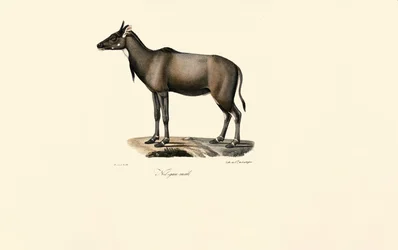 Antílope Nilgai (Nilgai, Macho)