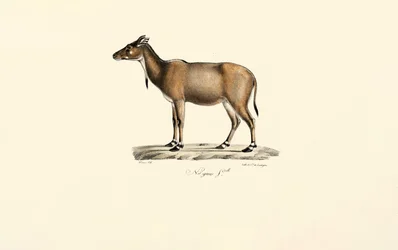 Antílope nilgai