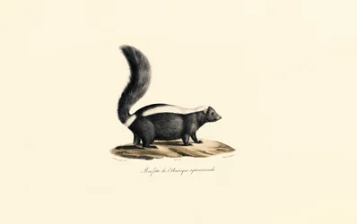 Mofeta norteamericana