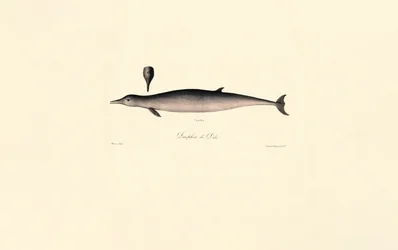 Ballena mular septentrional