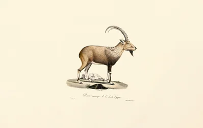 Ibex de Nubia