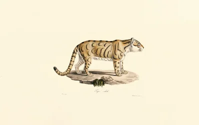 Ocelote (Leopardus pardalis)