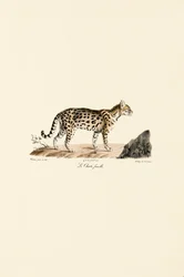Ocelote, hembra