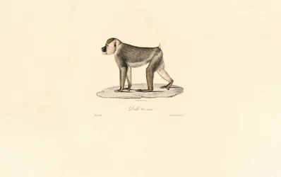Babuino de Oliva