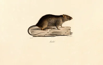Rata del Pacífico