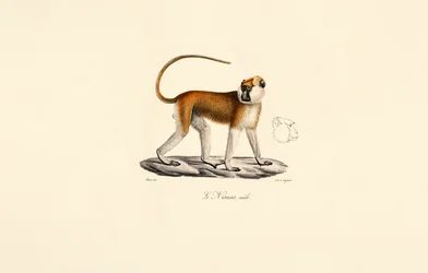 Mono Patas (Macho)