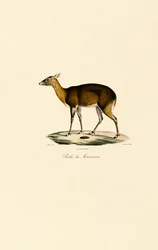 Ciervo moteado filipino (Visayan Spotted Deer)