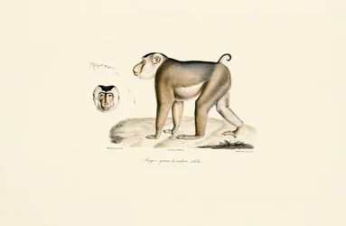 Macaco de cola de cerdo (adulto)