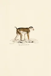 Macaco de cola de cerdo (macho)