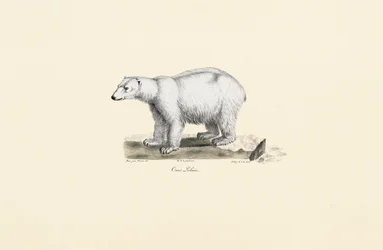 Oso polar