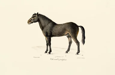 Caballo de Przewalski