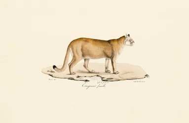 Puma, hembra