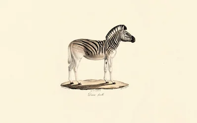 Quagga, hembra