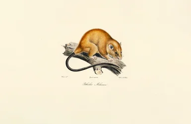 Ardilla de vientre rojo (Pithécidie Mélanure)