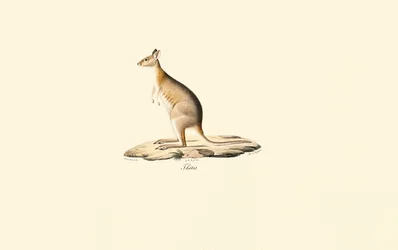 Pademelón cuellirrojo
