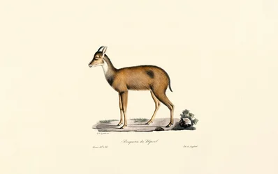 Buceador del Bosque Rojo