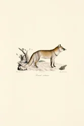 Zorro rojo (Vulpes vulpes)