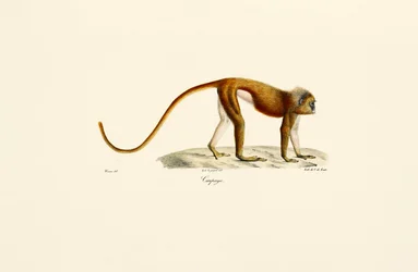 Loris esbelto rojo (Loris tardigradus)