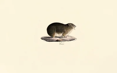 Hyrax de roca