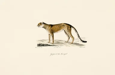 Guepardo de Senegal