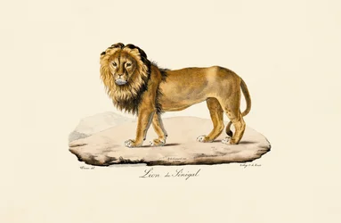 León de Senegal