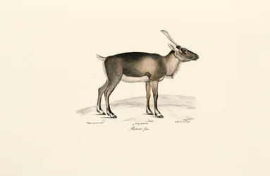 Ciervo almizclero siberiano (Moschus moschiferus)