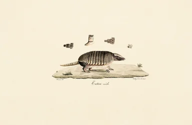Armadillo de seis bandas (macho)