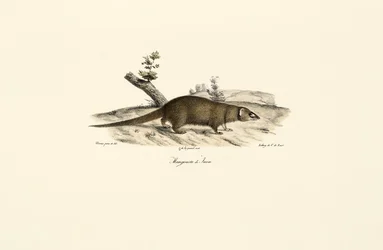 Pequeña mangosta asiática